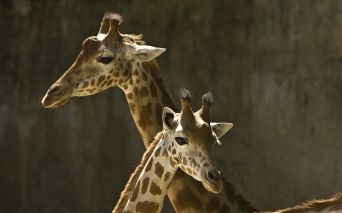 Girafes du Zoo des Sables d'Olonne