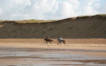 Pferde und Ponyreiten von les Sables d'Olonne in der Vendée