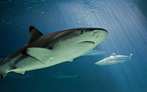 2023- Aquarium Lagon des requins en Vendée